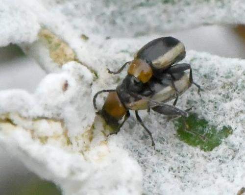Réf. 219 528 : Longitarsus dorsalis